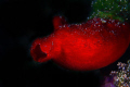   Greek name askoscanon 5d mk II sigma 105mm dg macro inon 240 type strobes night shooting  